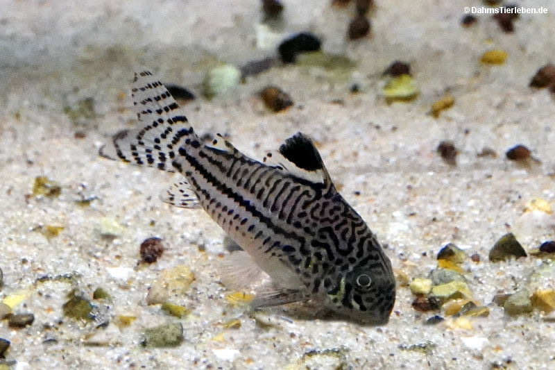 Hoplisoma trilineatum