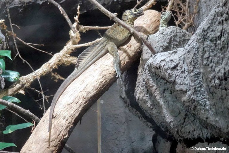 Hydrosaurus pustulatus