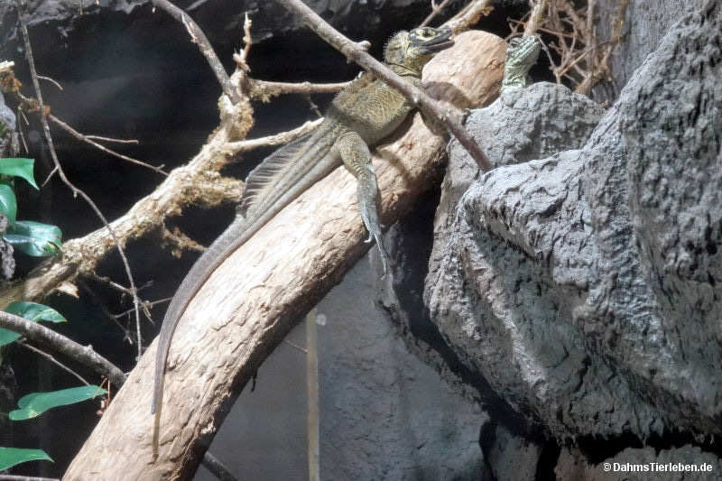 Hydrosaurus pustulatus
