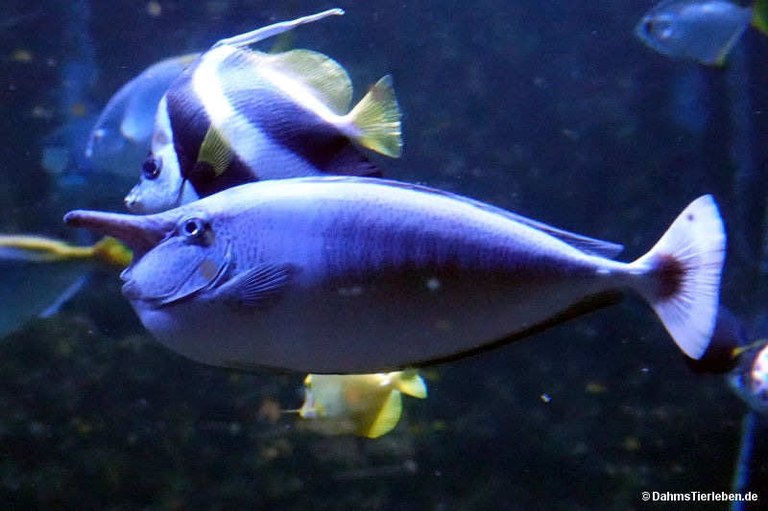 Naso brevirostris
