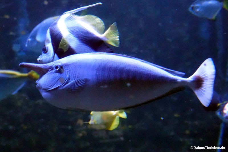 Naso brevirostris