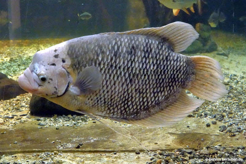 Osphronemus goramy