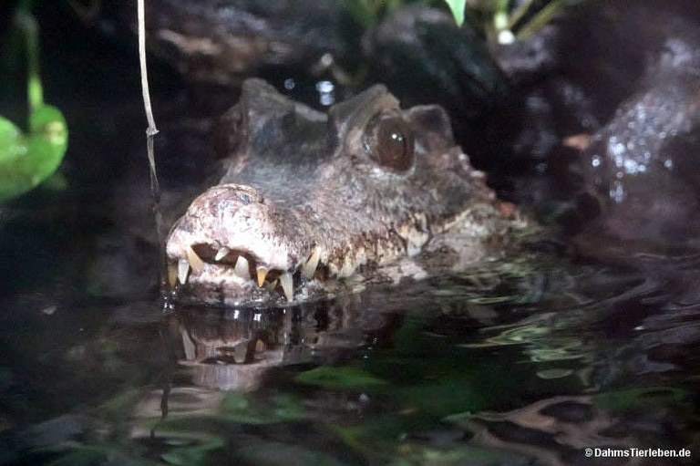 Paleosuchus palpebrosus
