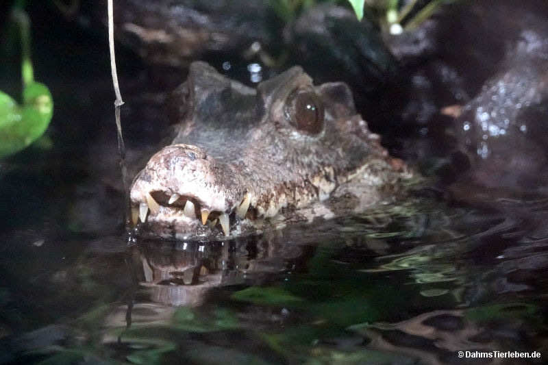 Paleosuchus palpebrosus