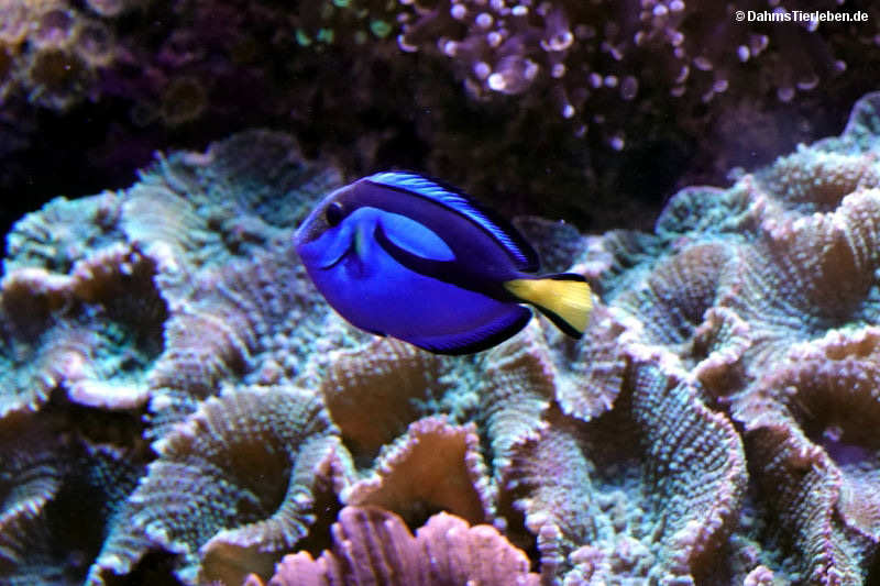 Paracanthurus hepatus
