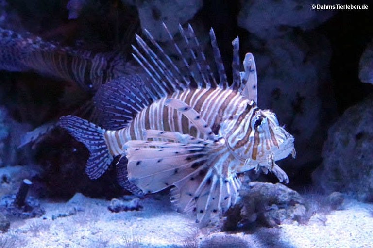 Pterois volitans
