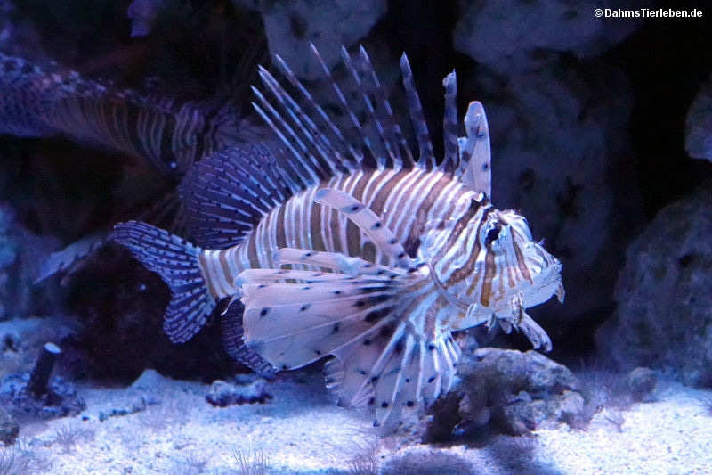 Pterois volitans