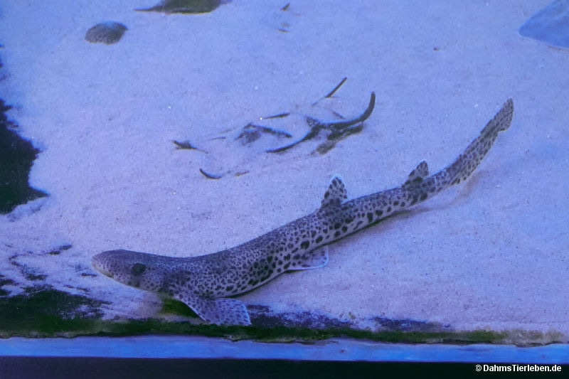 Scyliorhinus canicula