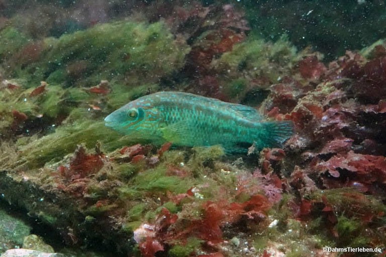Symphodus melops