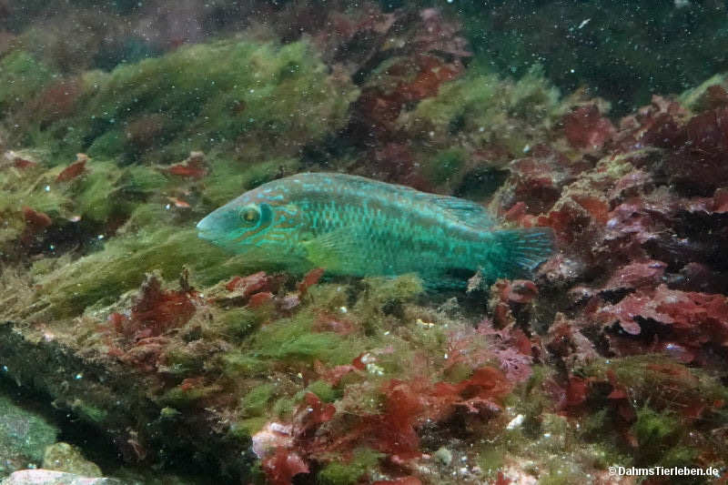Symphodus melops