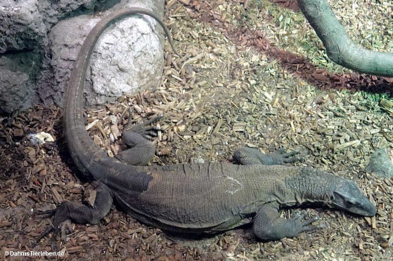 Varanus rudicollis