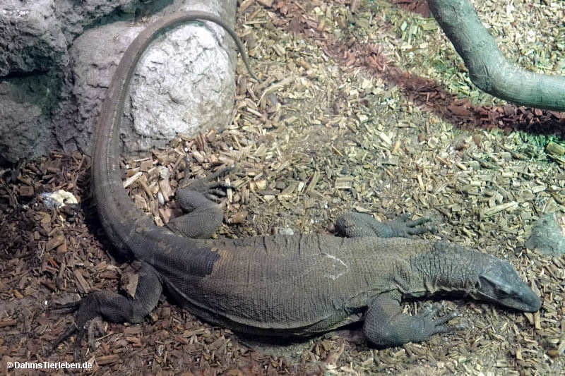 Varanus rudicollis