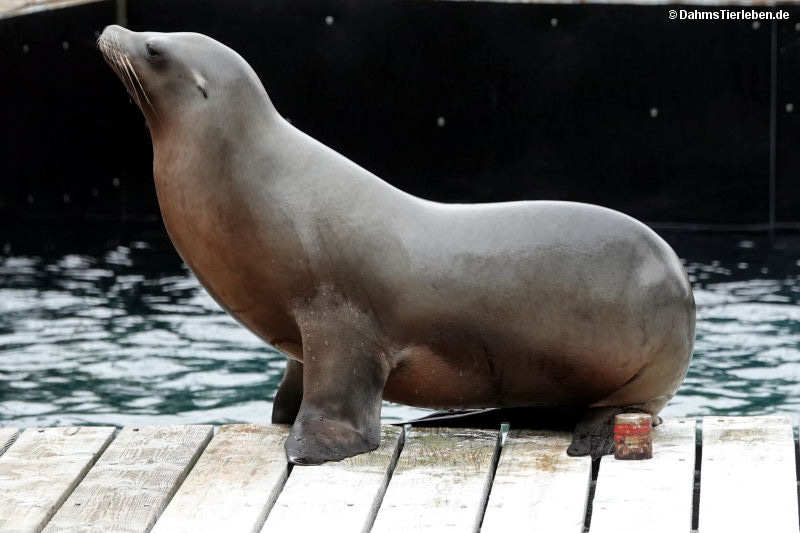 Zalophus californianus