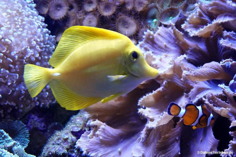 Zebrasoma flavescens