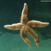 Gemeiner Seestern (Asterias rubens) im Atlantikpark (Atlanterhavsparken) in Ålesund, Norwegen