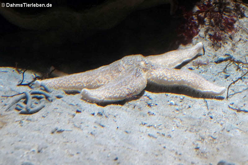 Gemeiner Seestern (Asterias rubens)