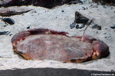 Taschenkrebs (Cancer pagurus) im Atlantikpark (Atlanterhavsparken) in Ålesund, Norwegen