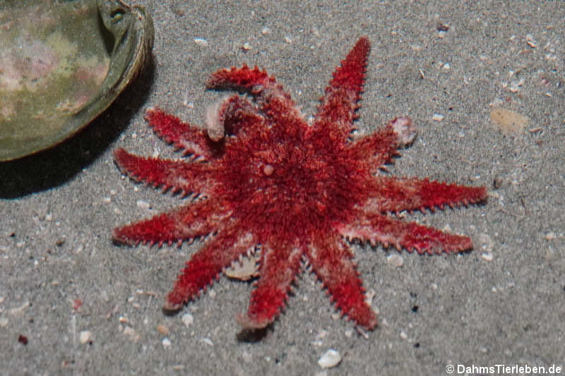 Gemeiner Sonnenstern (Crossaster papposus)