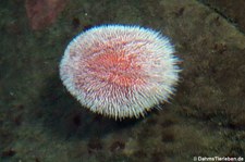 Essbarer Seeigel (Echinus esculentus) im Atlantikpark (Atlanterhavsparken) in Ålesund, Norwegen