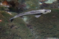 Grauer Knurrhahn (Eutrigla gurnardus) im Atlantikpark (Atlanterhavsparken) in Ålesund, Norwegen