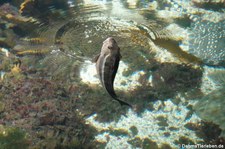 Grauer Knurrhahn (Eutrigla gurnardus) im Atlantikpark (Atlanterhavsparken) in Ålesund, Norwegen