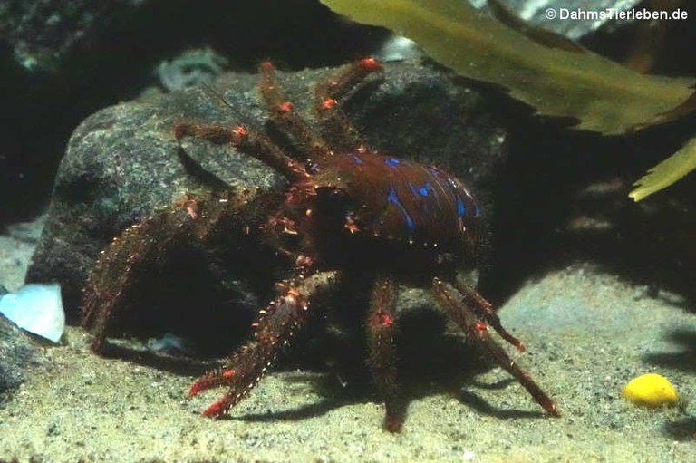 Galathea strigosa