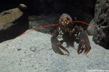 Europäischer Hummer (Homarus gammarus) im Atlantikpark (Atlanterhavsparken) in Ålesund, Norwegen