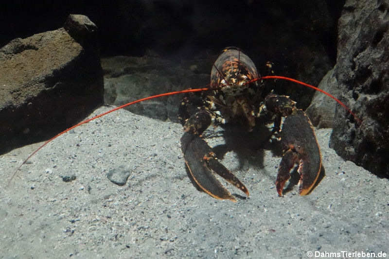 Europäischer Hummer (Homarus gammarus)