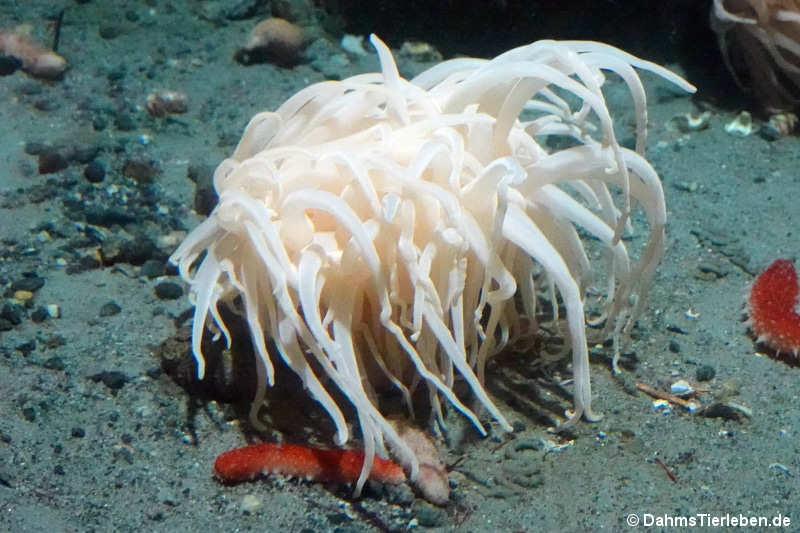 Parasitenrose Hormathia digitata-1