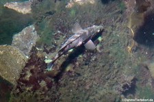 Gefleckter Lippfisch (Labrus bergylta) im Atlantikpark (Atlanterhavsparken) in Ålesund, Norwegen