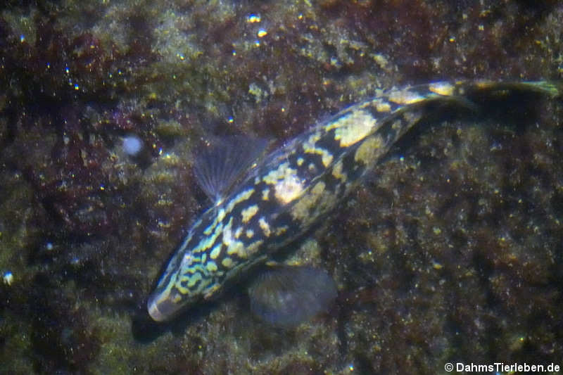 Gefleckter Lippfisch Labrus bergylta-1