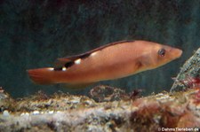 weiblicher Kuckuckslippfisch (Labrus mixtus) im Atlantikpark (Atlanterhavsparken) in Ålesund, Norwegen