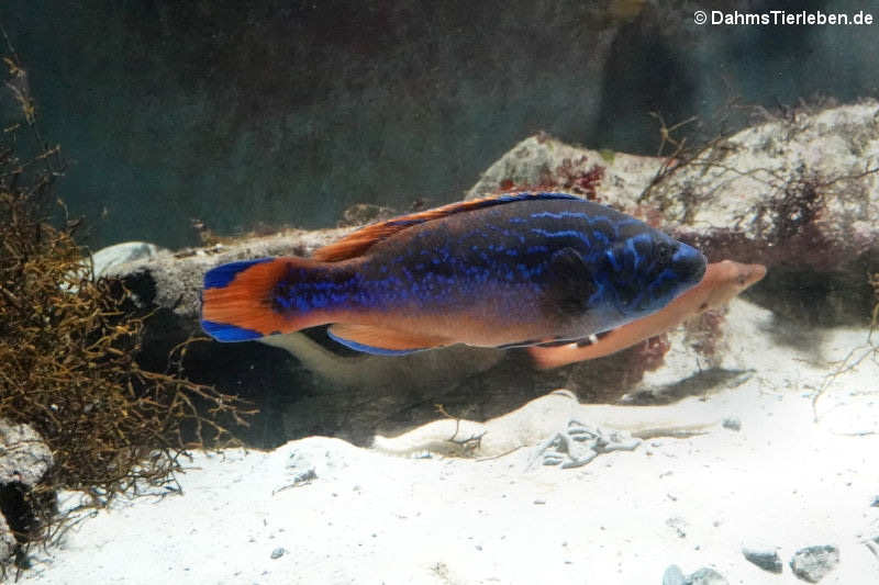 Kuckuckslippfisch Labrus mixtus-3