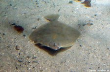 Kliesche (Limanda limanda) im Atlantikpark (Atlanterhavsparken) in Ålesund, Norwegen