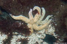 Eisseestern (Marthasterias glacialis) im Atlantikpark (Atlanterhavsparken) in Ålesund, Norwegen