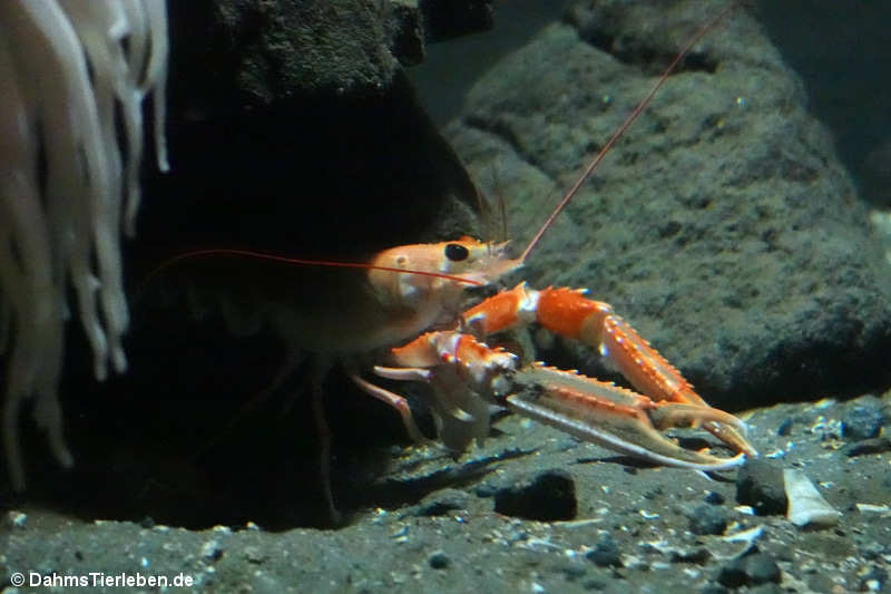 Nephrops norvegicus