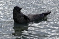 Ostatlantischer Seehund (Phoca vitulina vitulina) im Atlantikpark (Atlanterhavsparken) in Ålesund, Norwegen