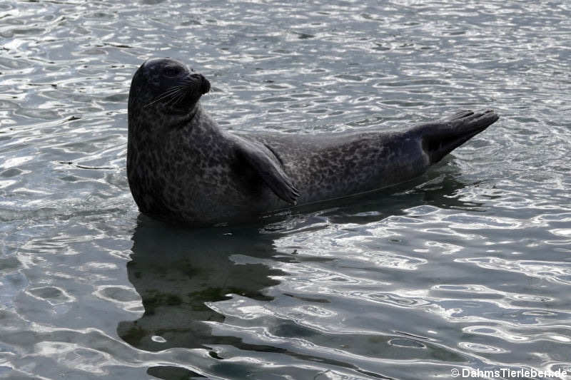 Ostatlantischer Seehund (Phoca vitulina vitulina)