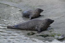 Ostatlantische Seehunde (Phoca vitulina vitulina) im Atlantikpark (Atlanterhavsparken) in Ålesund, Norwegen