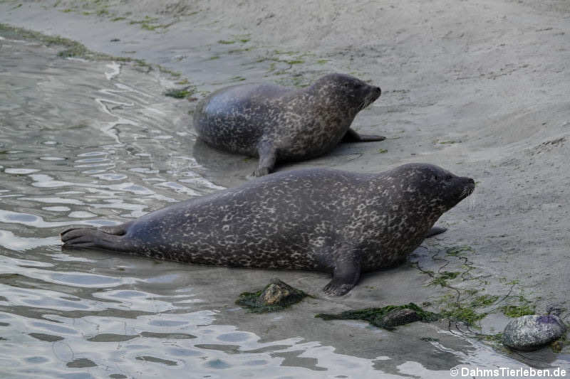 Ostatlantische Seehunde (Phoca vitulina vitulina)