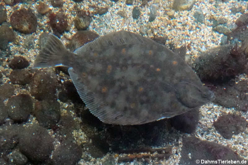 Platichthys flesus-1