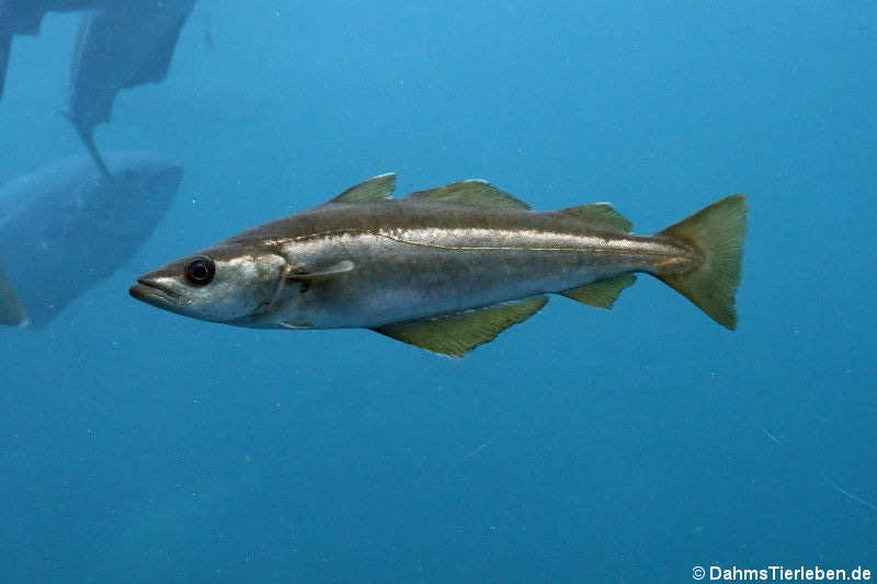 Pollachius pollachius-1