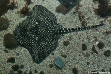 Nagelrochen (Raja clavata) im Atlantikpark (Atlanterhavsparken) in Ålesund, Norwegen