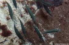 Makrelen (Scomber scombrus) im Atlantikpark (Atlanterhavsparken) in Ålesund, Norwegen