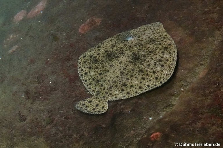 Scophthalmus maximus