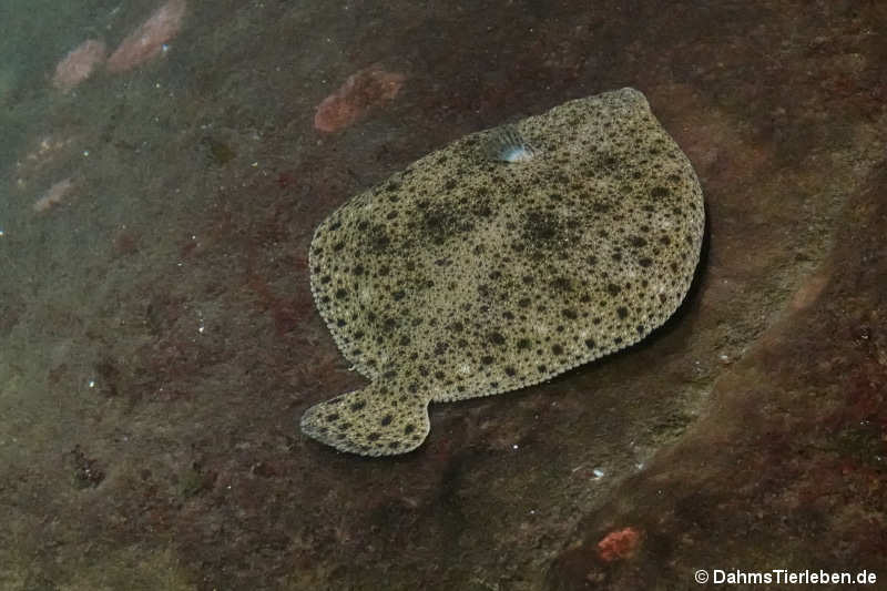 Scophthalmus maximus