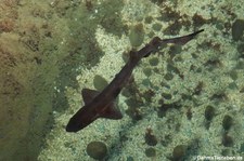 Kleingefleckter Katzenhai (Scyliorhinus canicula) im Atlantikpark (Atlanterhavsparken) in Ålesund, Norwegen