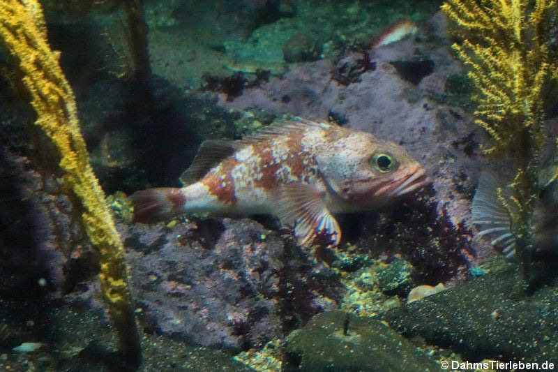 Kleiner Rotbarsch (Sebastes viviparus)