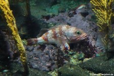 Kleiner Rotbarsch (Sebastes viviparus) im Atlantikpark (Atlanterhavsparken) in Ålesund, Norwegen