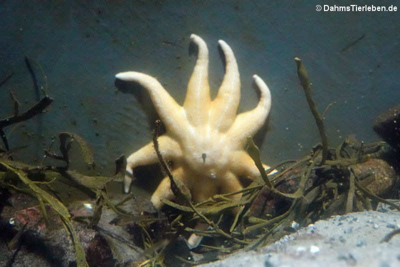 Gelber Sonnenstern (Solaster endeca)